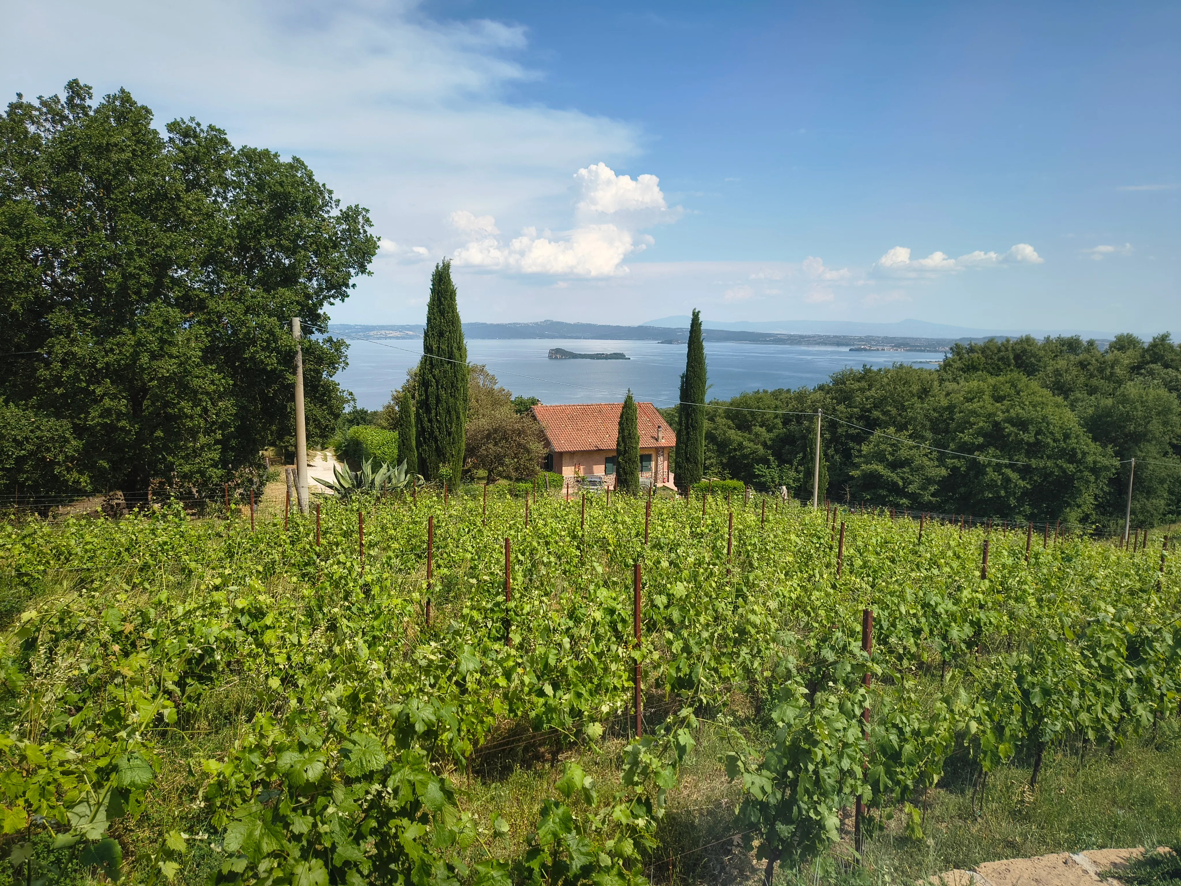 Vineyard rows with cypresses and a lake in the distance, on location for a Smart Move Italy documentary
